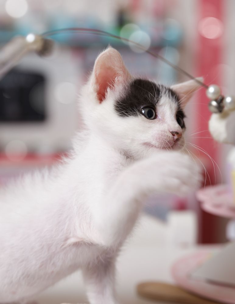 The Little White Heart