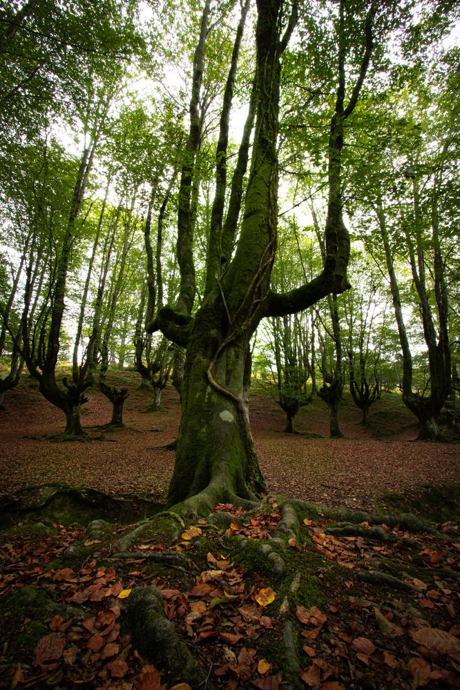 Photograph by Torres