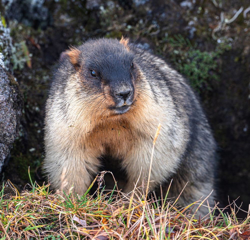 Photograph by Александр Мухин