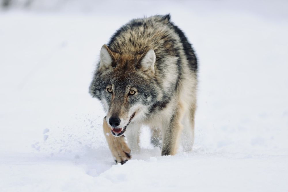 Photograph by Ольга Одаренко