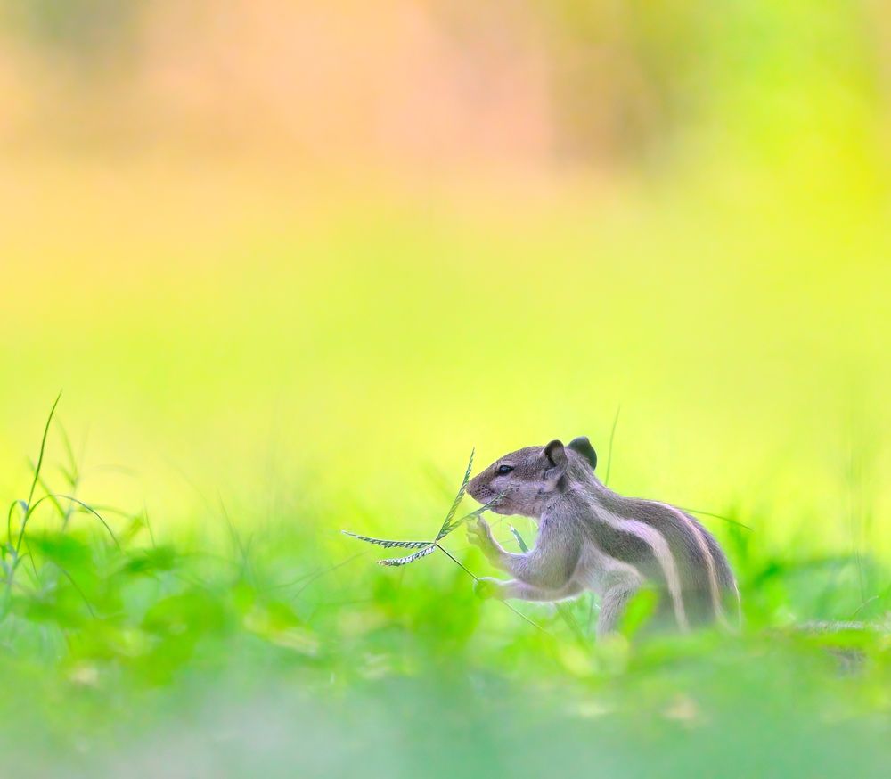 Photograph by Abhishek Manna