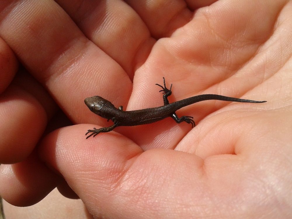 Photo #9872585