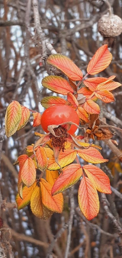 Photograph by Евгения Ульянова