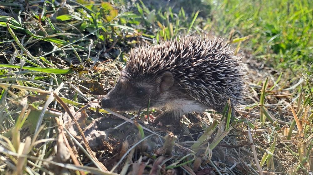 Photograph by Николай Худяков