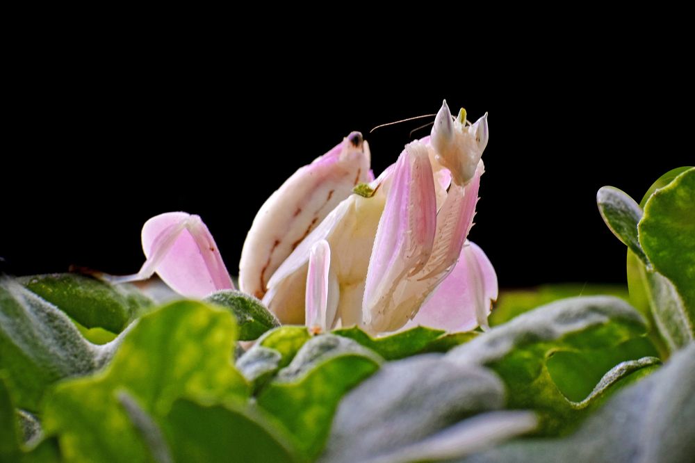 Photograph by Andrianto