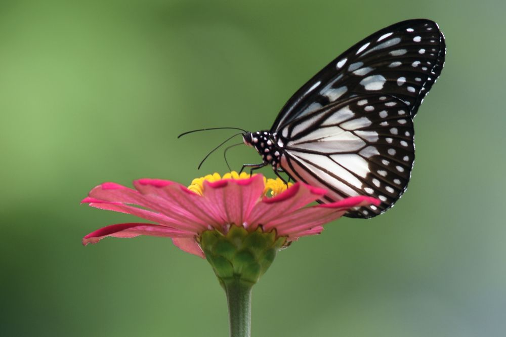 Photograph by Andrianto