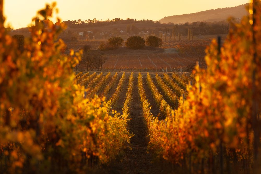 Фотография автора AGIL