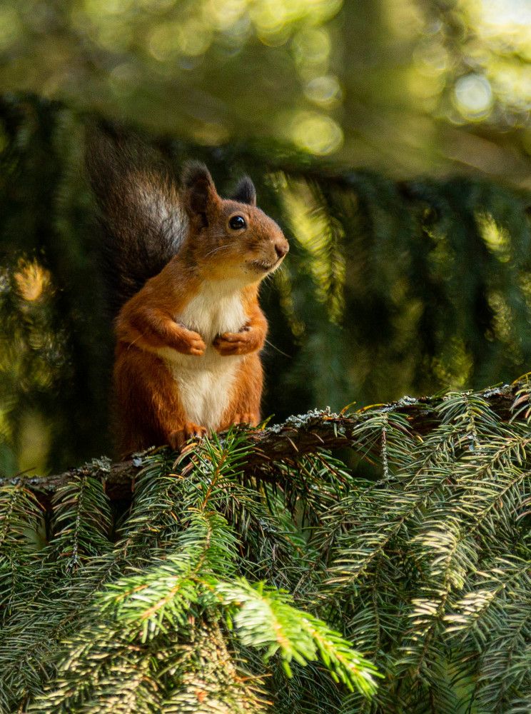 Фотография автора Алексей Тимофеев