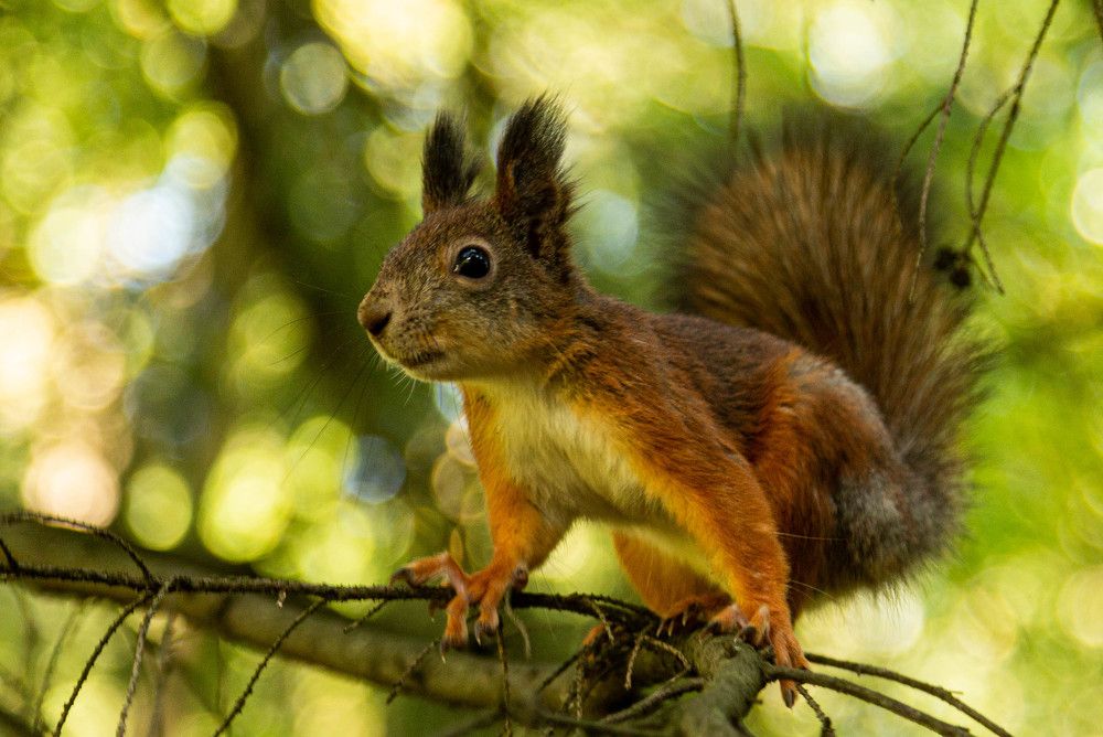 Фотография автора Алексей Тимофеев