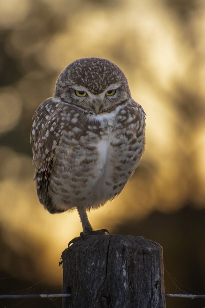 Posando en la hora dorada.