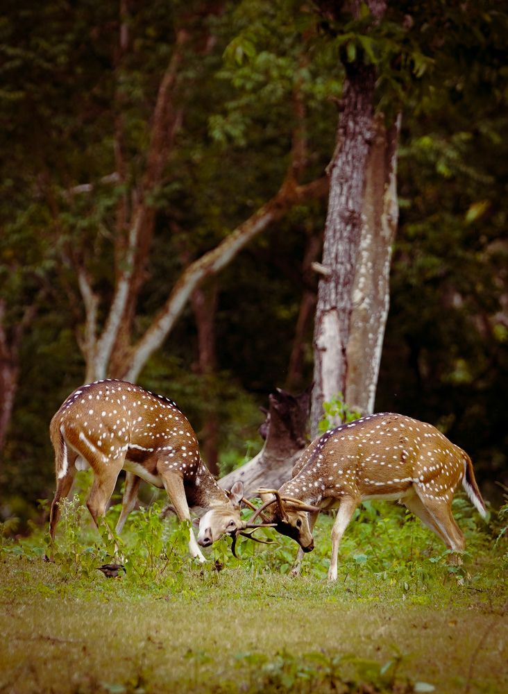 Photograph by SARAVANA MANICKAM