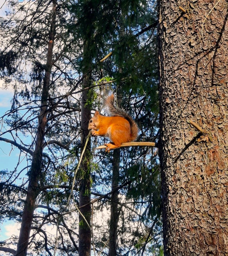 Фотография автора Елена Пикатова