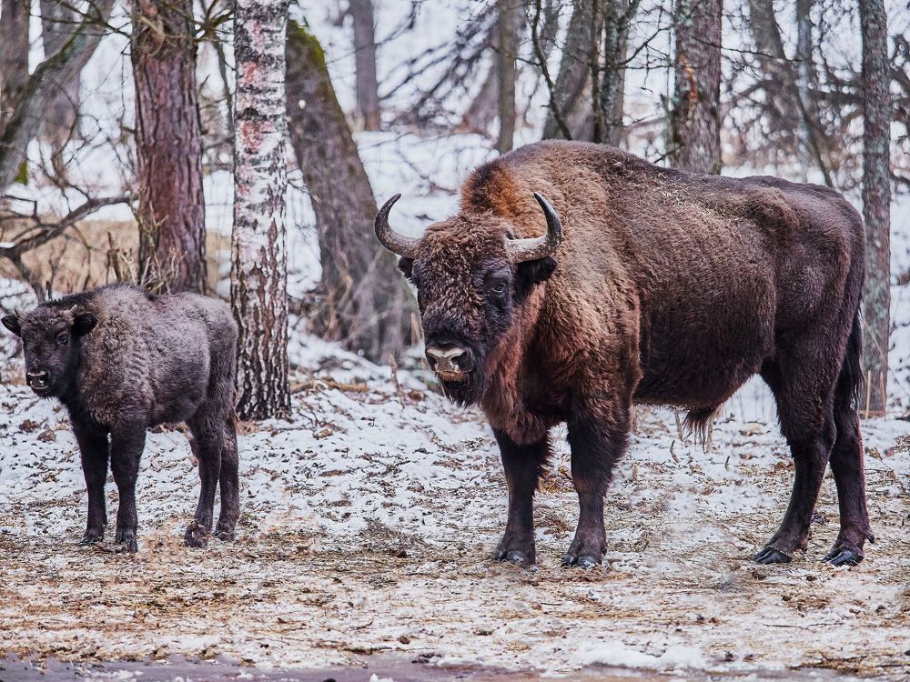 Фотография автора Петр Богомазов