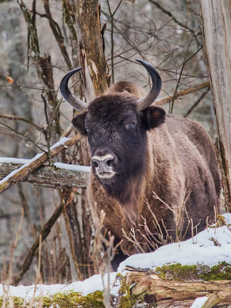 Фотография автора Петр Богомазов