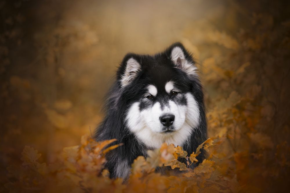 Photograph by Nikol Kopp