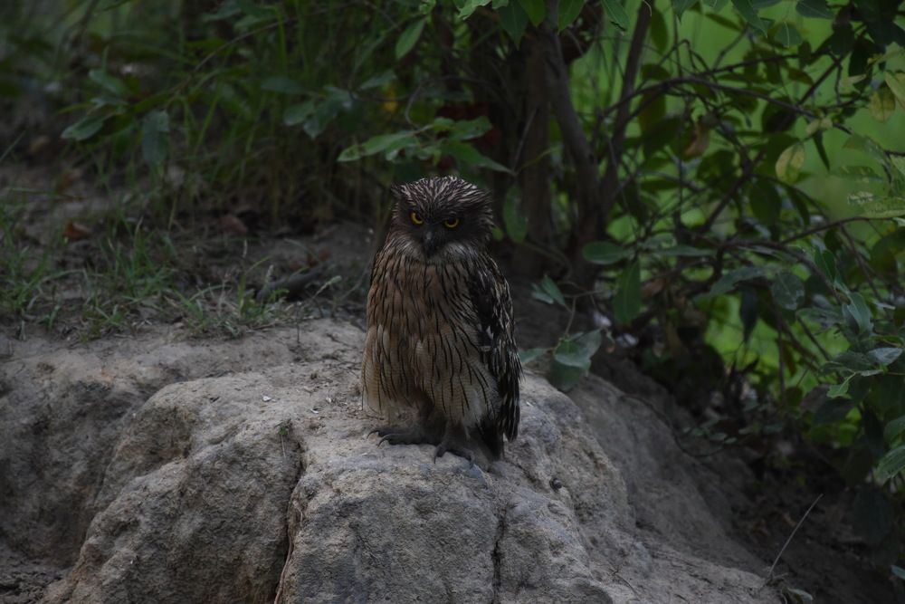 Photograph by BHANWAR PUROHIT