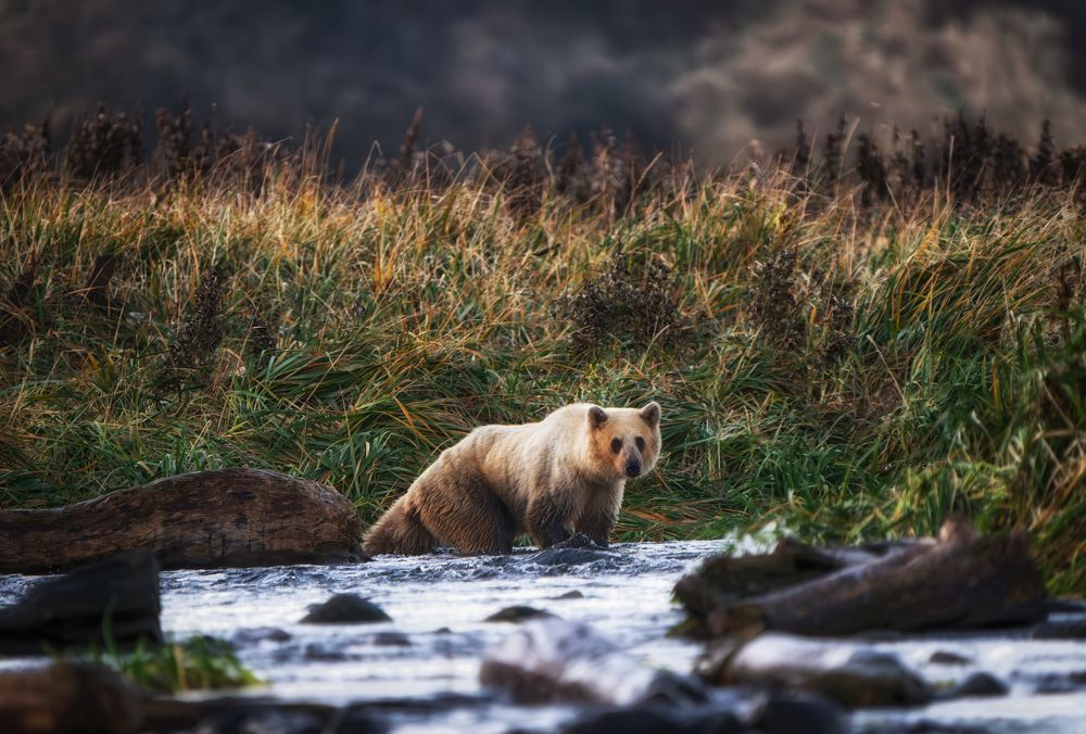 Фотография автора Ivan Godovikov