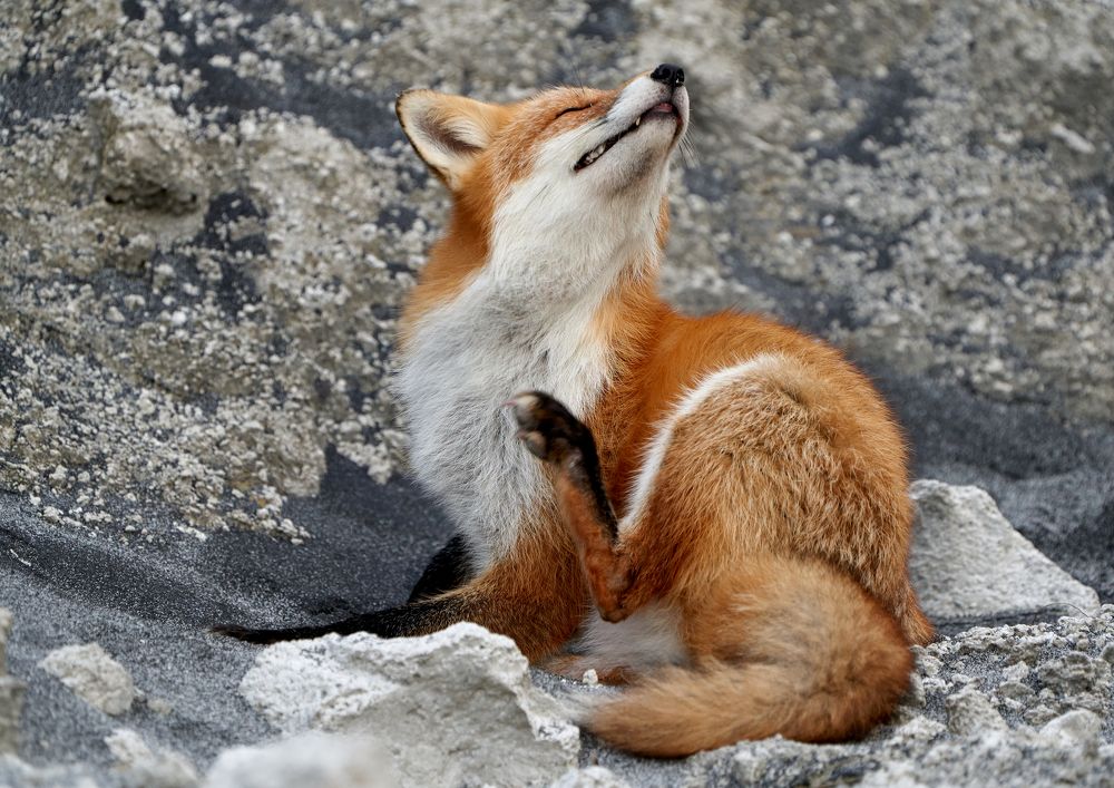 Фотография автора Ivan Godovikov