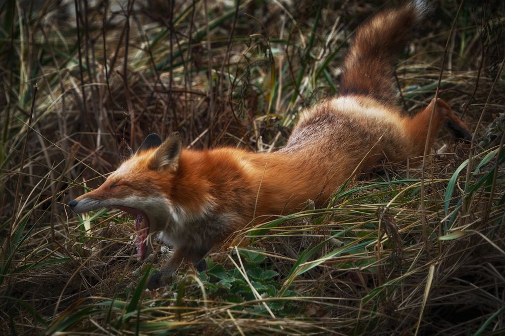 Фотография автора Ivan Godovikov