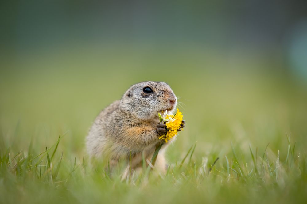 Photograph by Olena Pfister