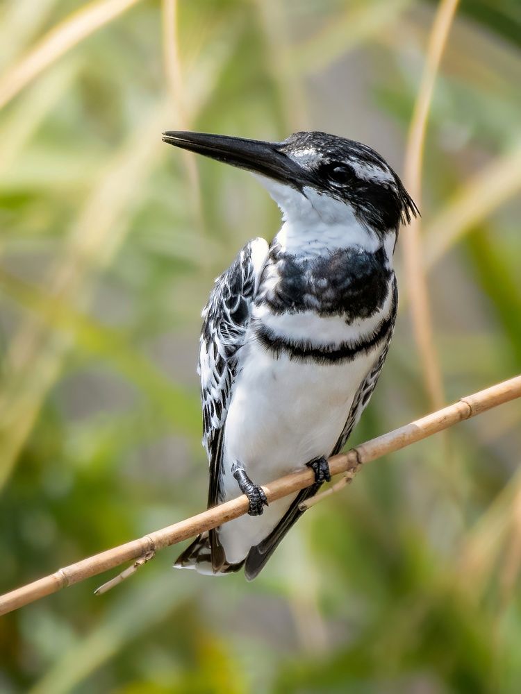 Photograph by Sabry Nael