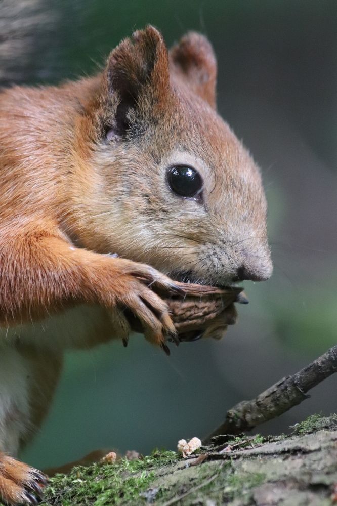 Photograph by Ivankina Elena