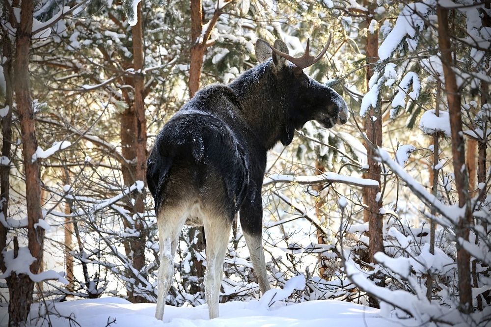 Photograph by Ольга Одаренко