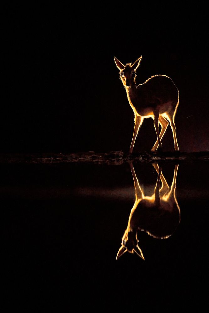 Ночной дозор!))