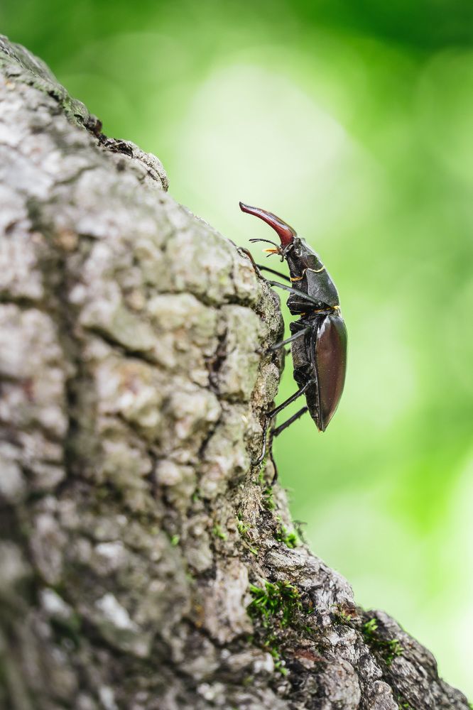 Lucanus cervus