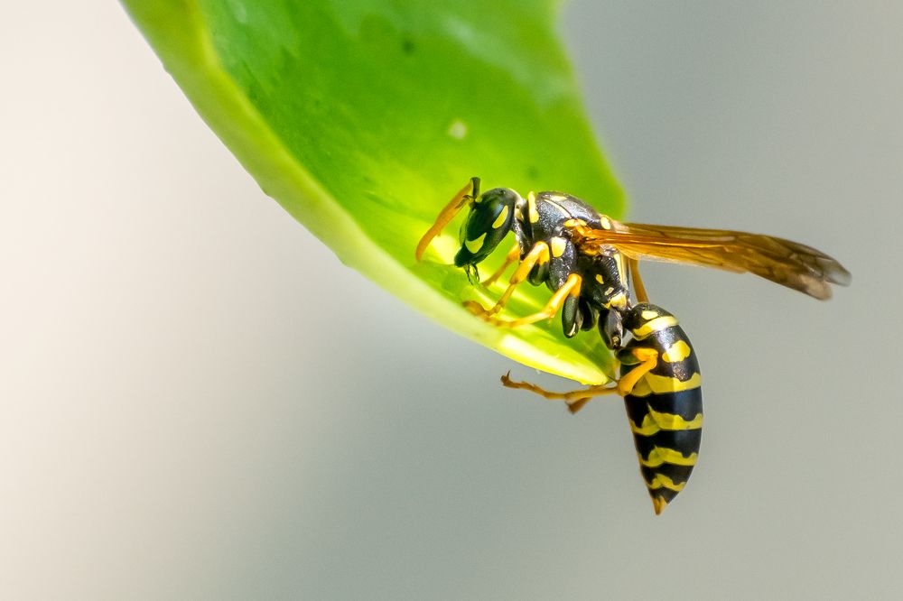 Photograph by Alexandra Kalasaridou