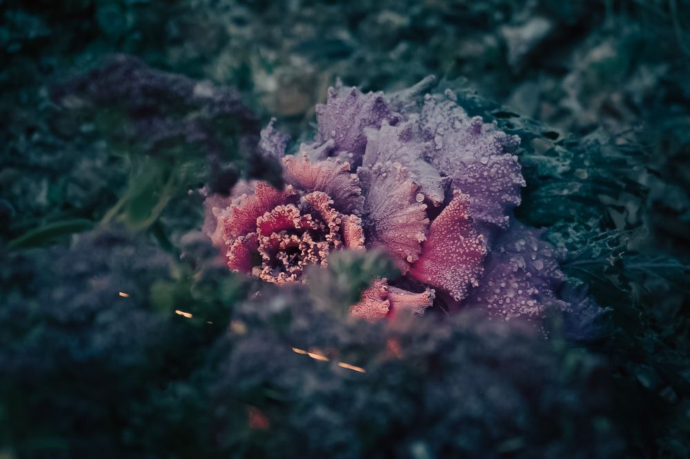 Photograph by Дмитрий Синицын