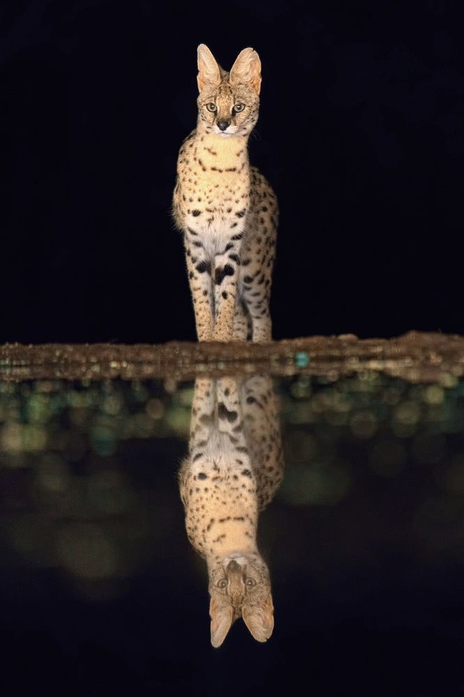 Ночной дозор 2 !))