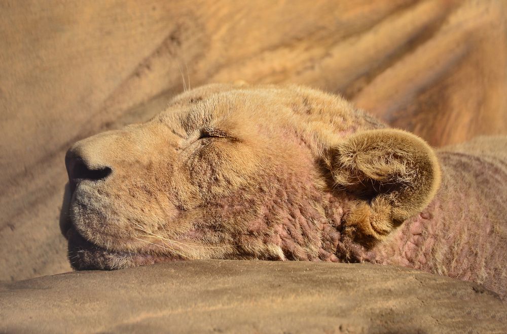 Фотография автора Антип