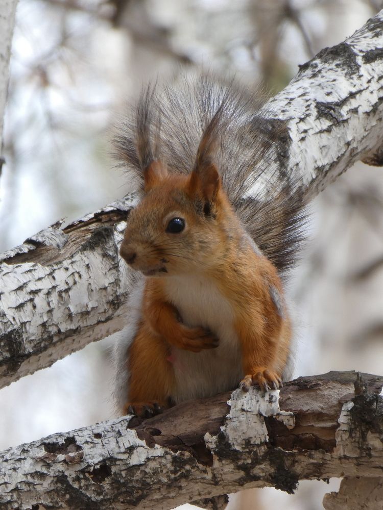 Photograph by Андрей Садчиков