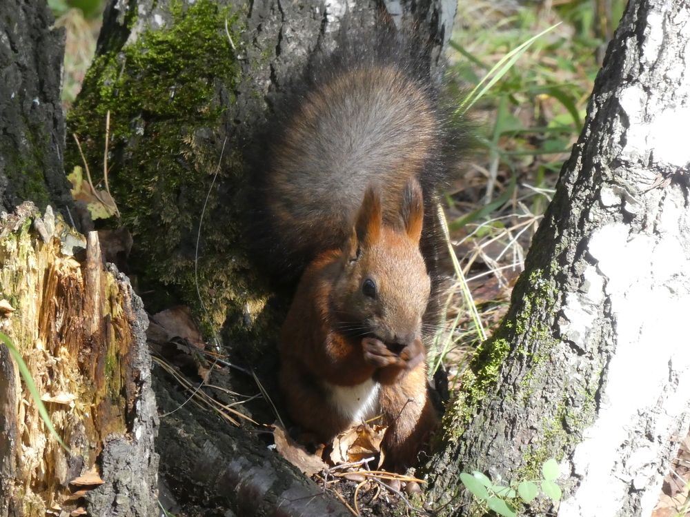 Photograph by Андрей Садчиков