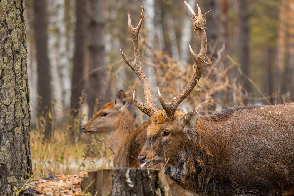 Photograph by Князев Сергей