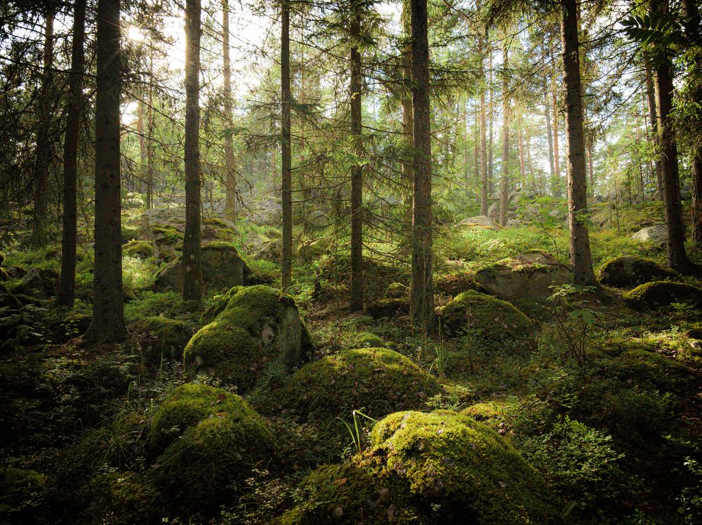 Сказки северного леса