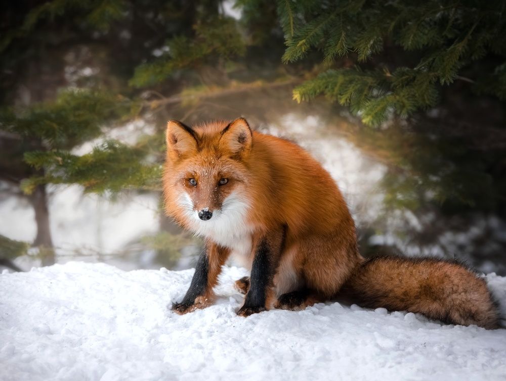 Photograph by Вероника Романенко