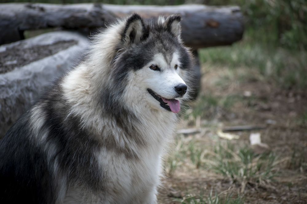 Photograph by Irina Luidinshina