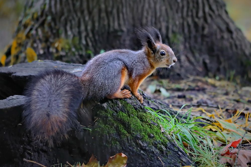 Photograph by Татьяна Бравая