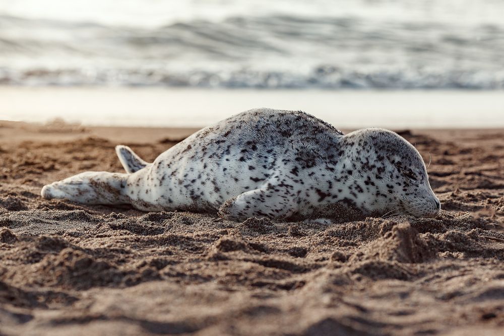 Фотография автора Ольга Седых