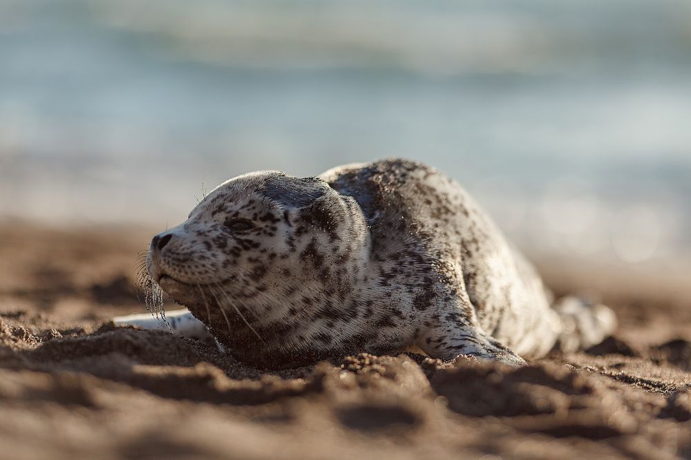 Щенок сивуча