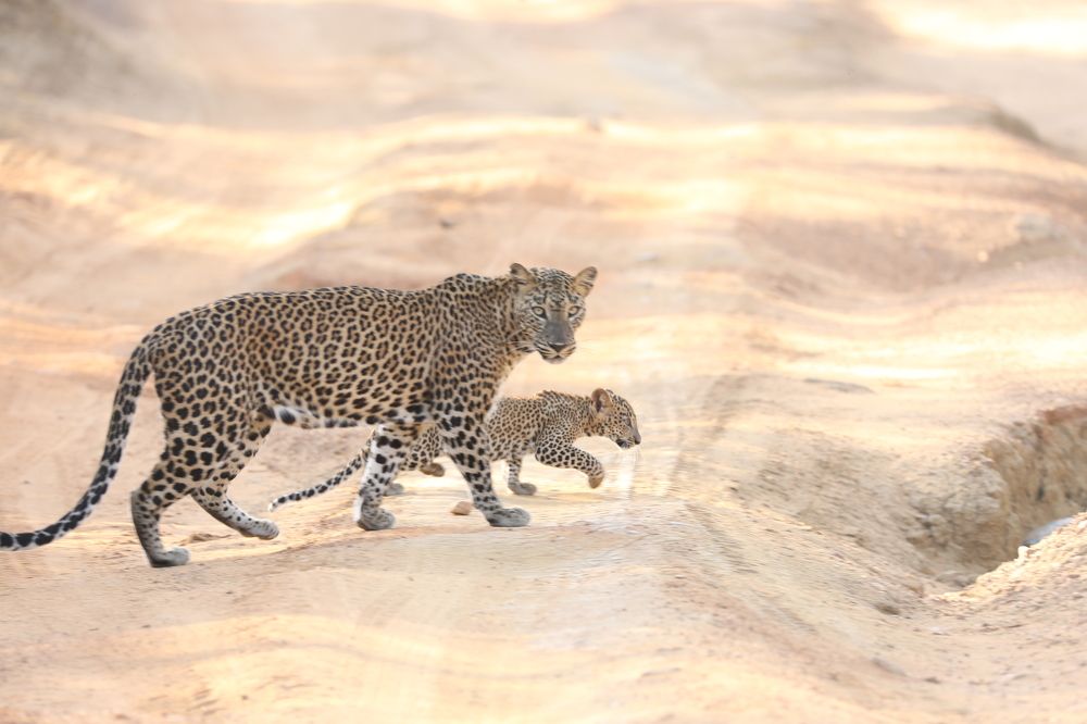 Photograph by Vinod Vidushka M.L.