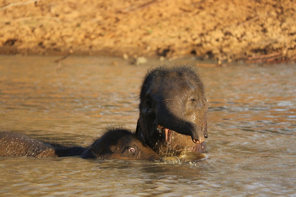 Photograph by Vinod Vidushka M.L.
