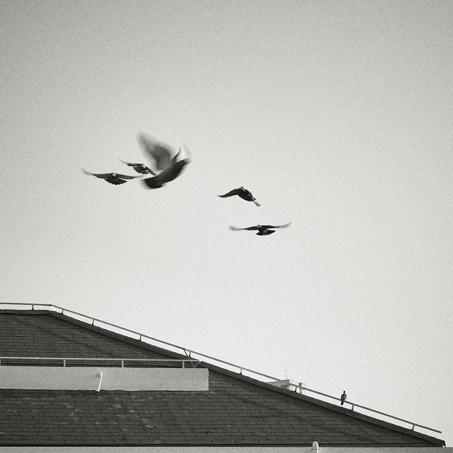 Photo #9875781