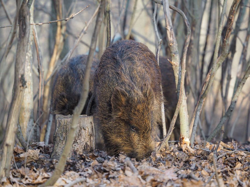 Photograph by Светлана Шибаршина