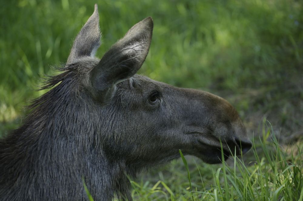 Photograph by Oksana Shchegolkova