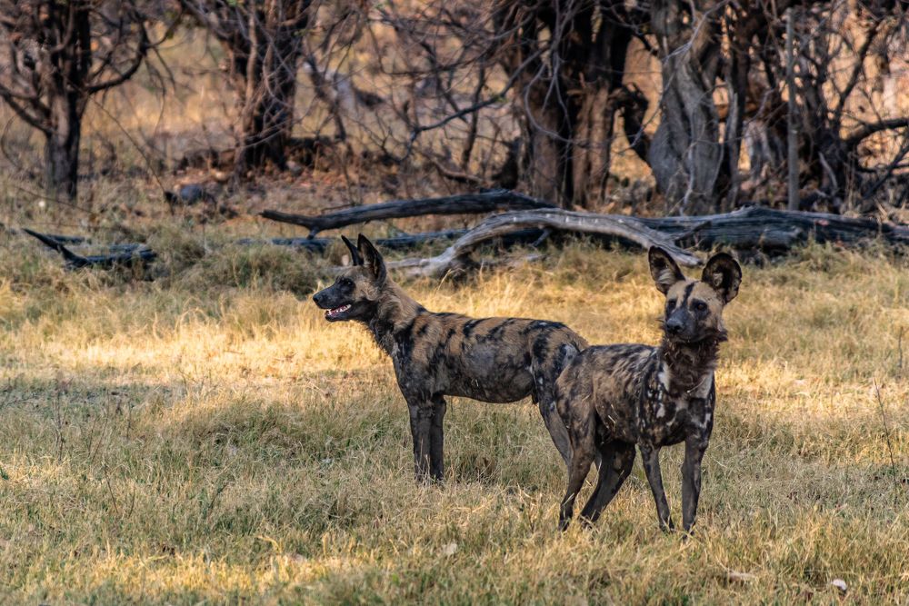 A couple of wild dogs in the bush