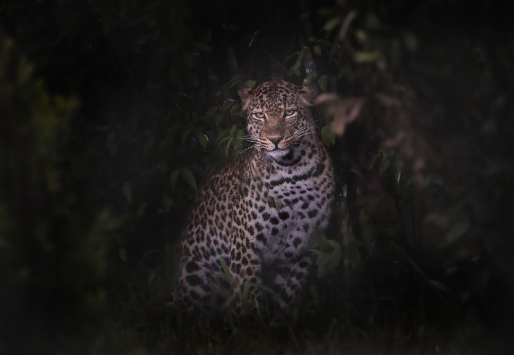 Photograph by  Sajeevkumar