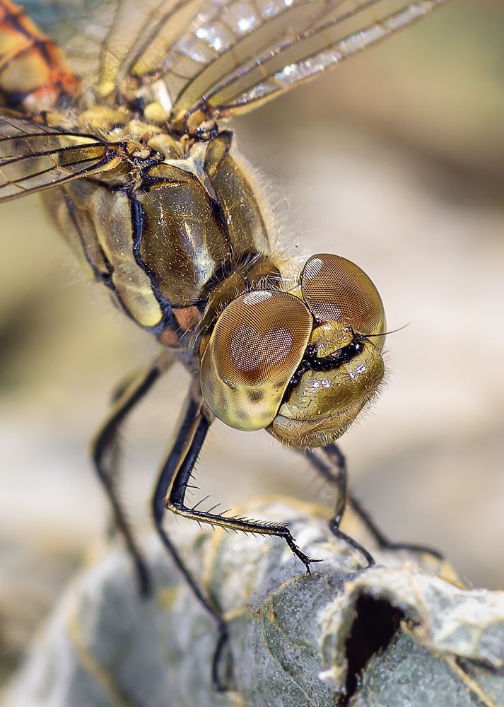 Photograph by Степанов Виктор